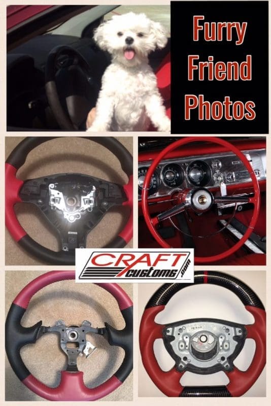 Furry Friend Photos 683x1024 1