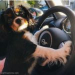puppy drives mini cooper
