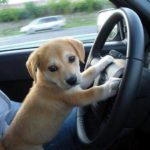puppy driving F 150