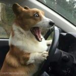 puppy driving and screaming