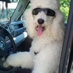 standard poodle driving
