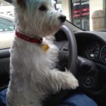 white dog and steering wheel